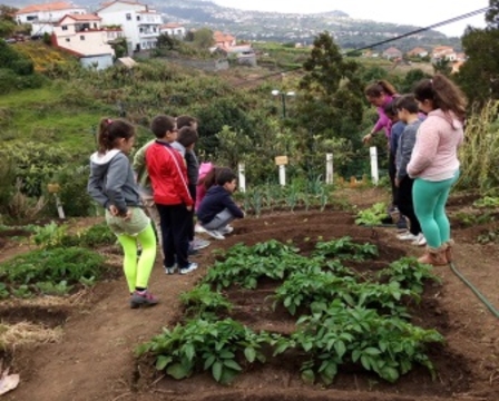 Plantação das alfaces